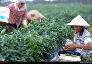 توسعه روستایی لزوماٌ با تمرکز بر بخش کشاورزی حاصل نمی‌شود/اعتماد روستاییان به دولت؛ نقطه قوت بیمه‌های اجتماعی در چین