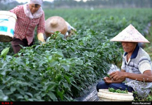 توسعه روستایی لزوماٌ با تمرکز بر بخش کشاورزی حاصل نمی‌شود/اعتماد روستاییان به دولت؛ نقطه قوت بیمه‌های اجتماعی در چین